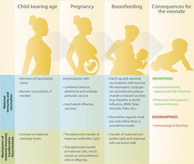 Vertically Transferred Immunity in Neonates: Mothers, Mechanisms and Mediators